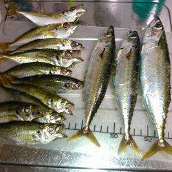 癒しのアジング！❤